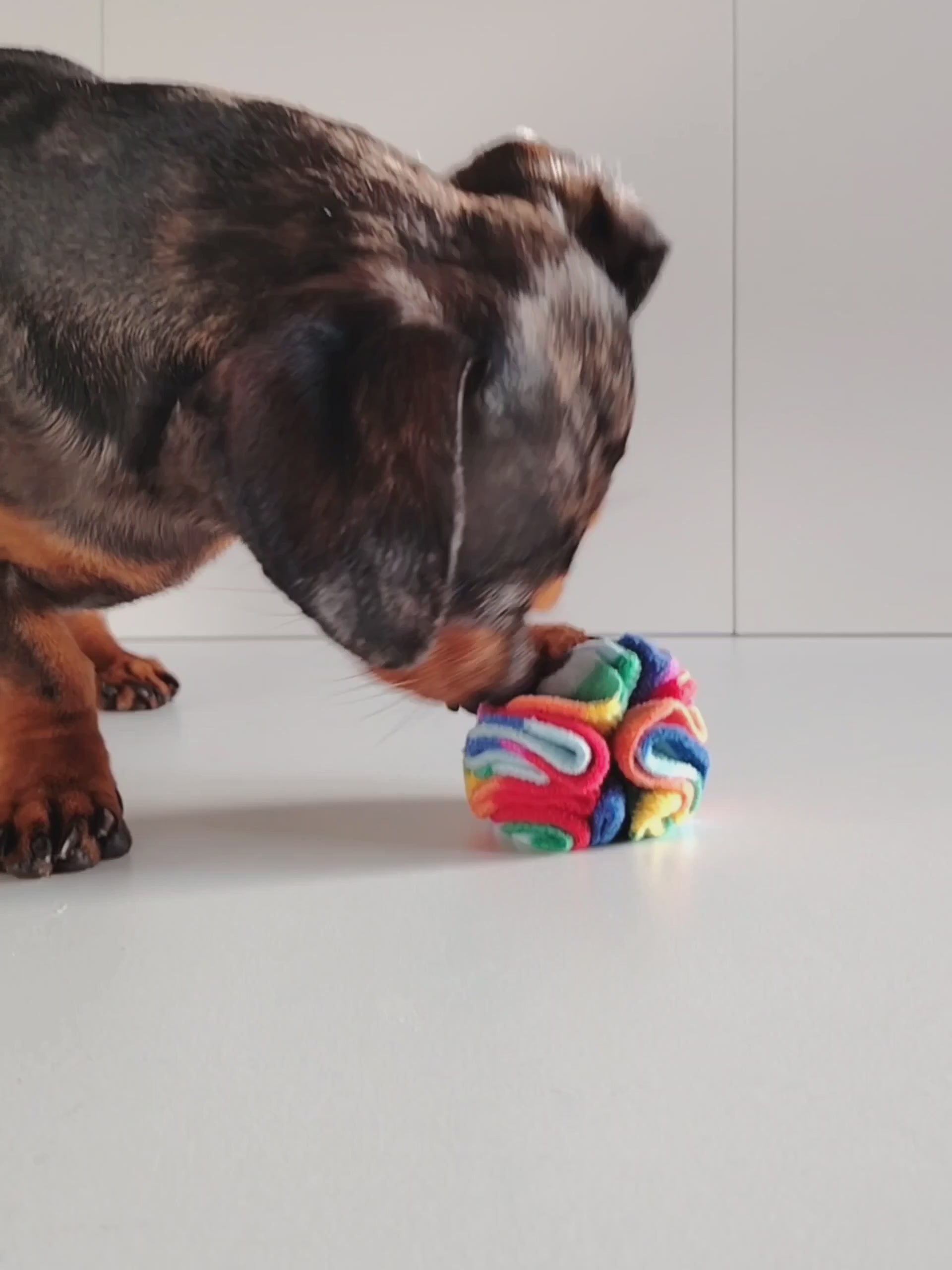 Dachshund sniffing and playing with a Rainbow Pocket Snuffle Ball dog enrichment toy.