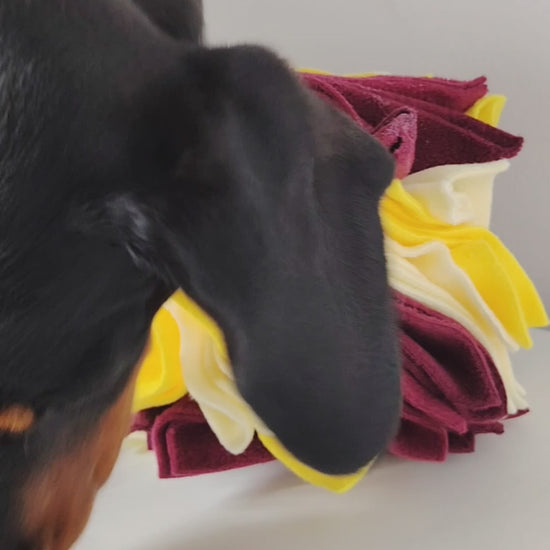 Dog searching a Scruffle Ball for hidden Houndberry treats.
