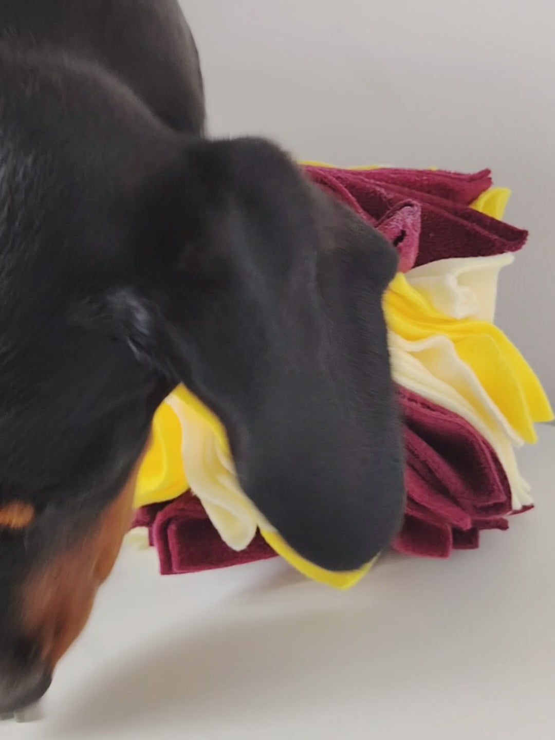Dog searching a Scruffle Ball for hidden Houndberry treats.