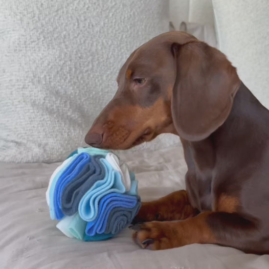 Milo searching for treats inside a Small Cool Nova Zeal Snuffle Ball on a bed.