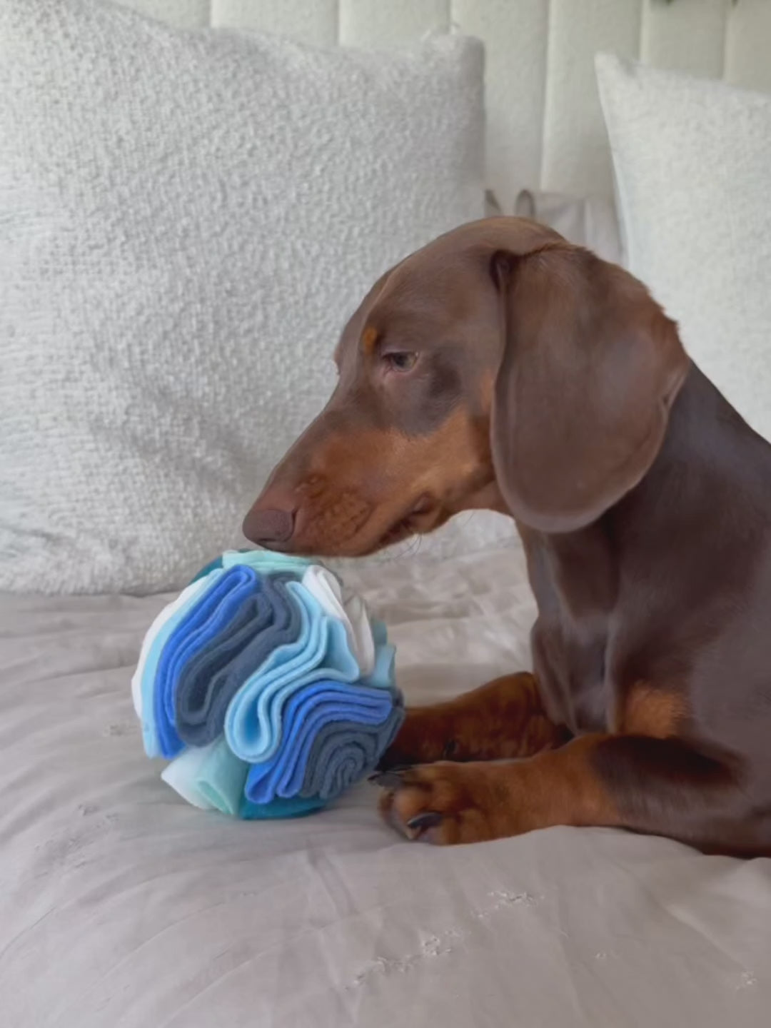 Milo searching for treats inside a Small Cool Nova Zeal Snuffle Ball on a bed.
