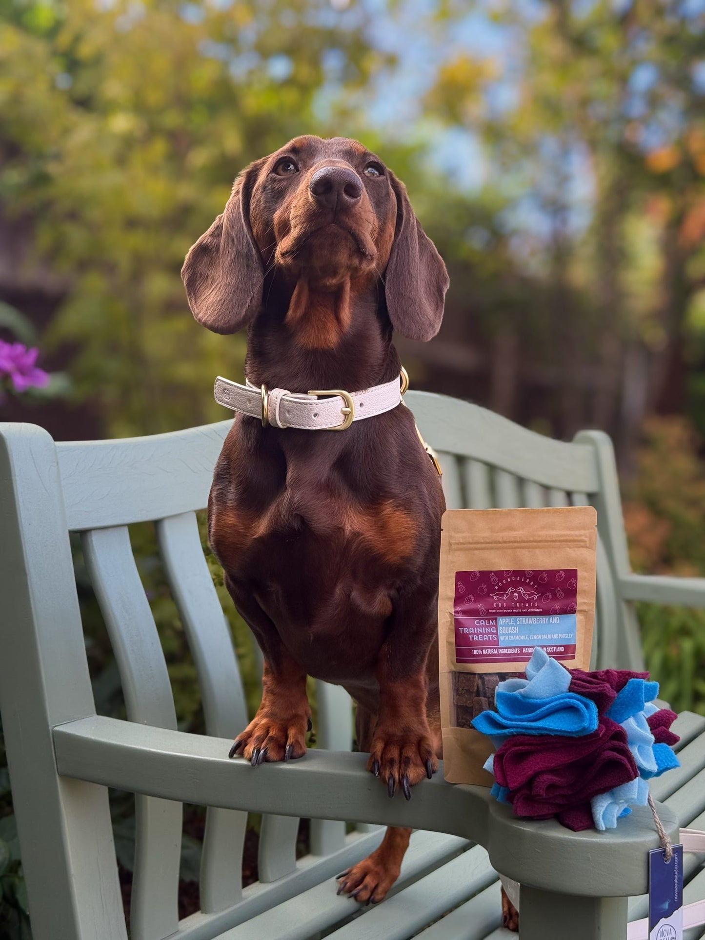 Chocolate dachshund sitting beside a Small Scruffle Ball and dog houndberry treats outdoors