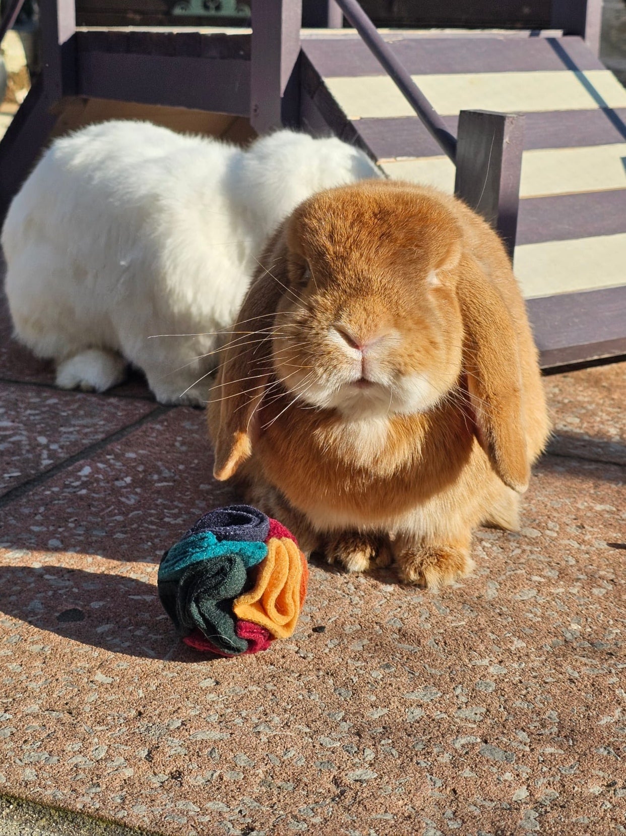 Mini Lop rabbits with a Warm Pocket Snuffle Ball for foraging enrichment.